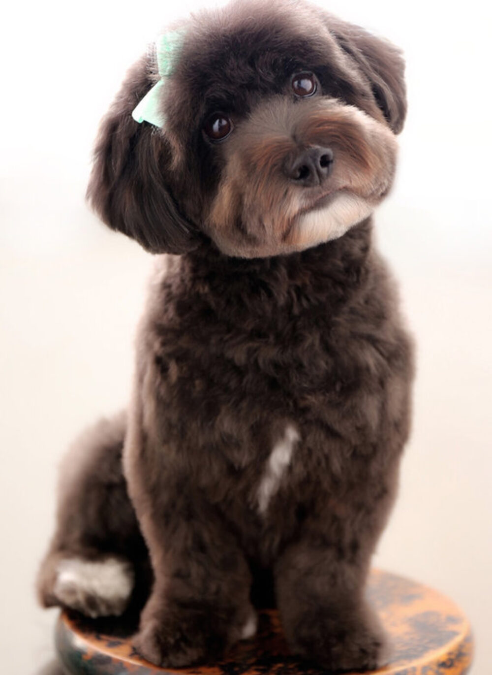 A dog groomed by Flawless Paws