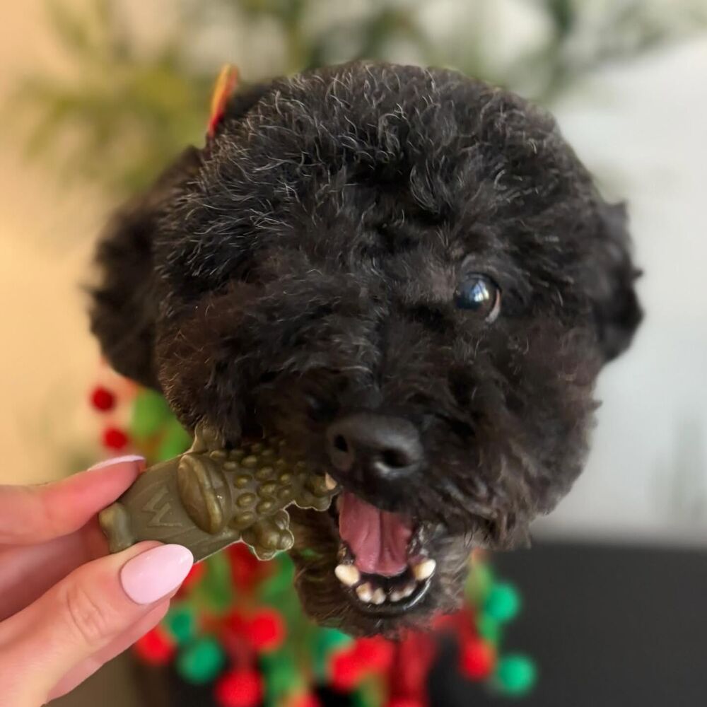 A black poodle cross groomed at Flawless Paws