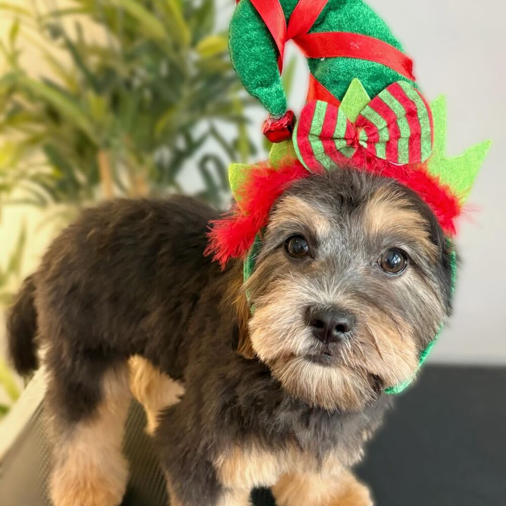 A schnoodle groomed at Flawless Paws