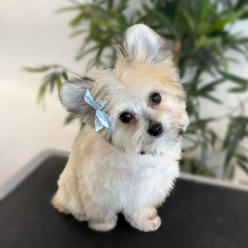 A small white dog groomed at Flawless Paws