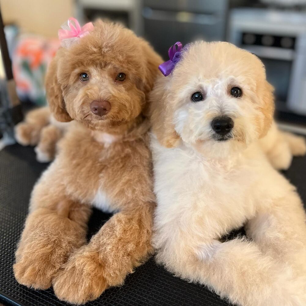 Two cavoodles groomed at Flawless Paws